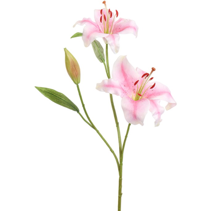 Lily