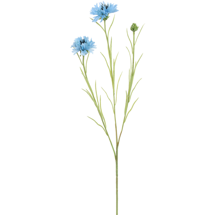 Korenbloem