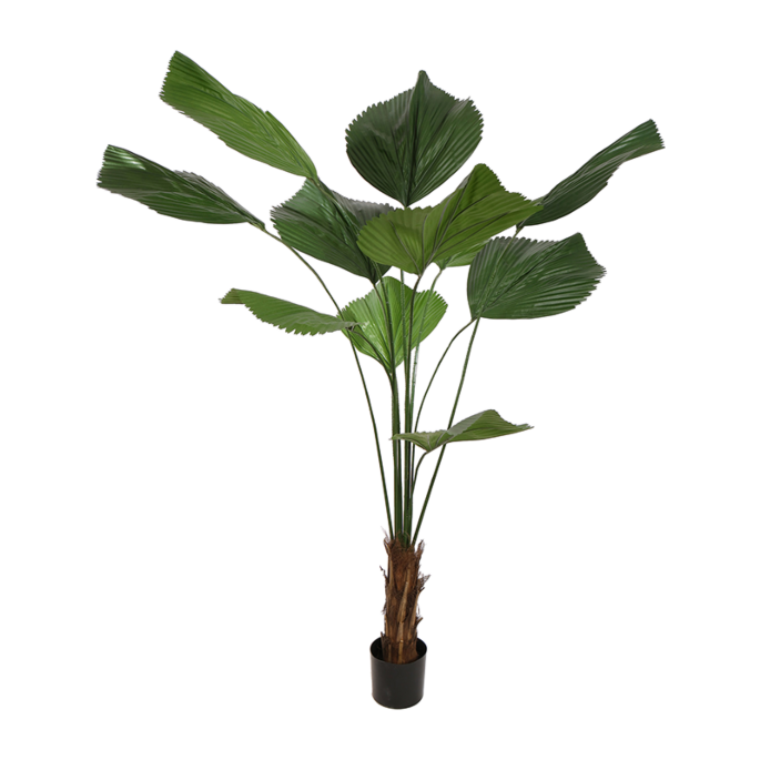 Licuala Grandis
