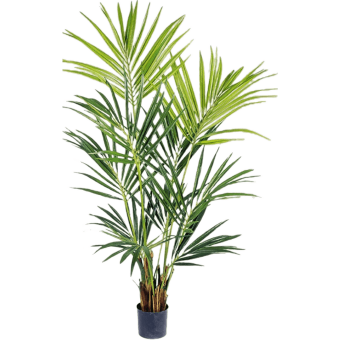 Kentia
