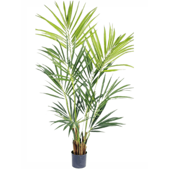 Kentia