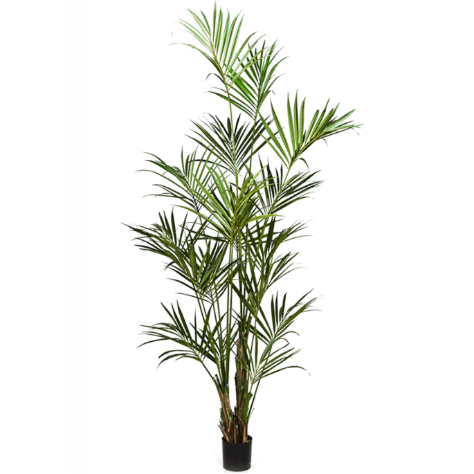 Kentia