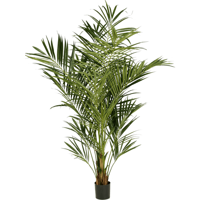 Kentia