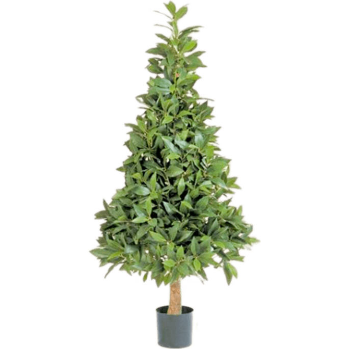 Laurier (Laurus Nobilis)