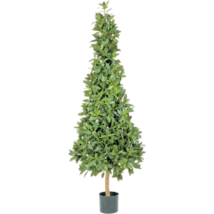 Laurier (Laurus Nobilis)