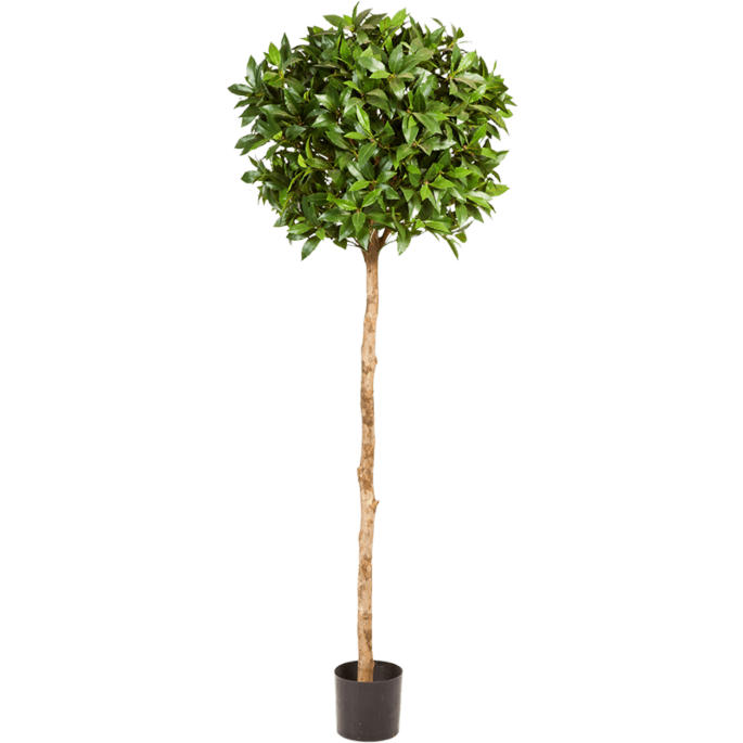 Laurier (Laurus Nobilis)