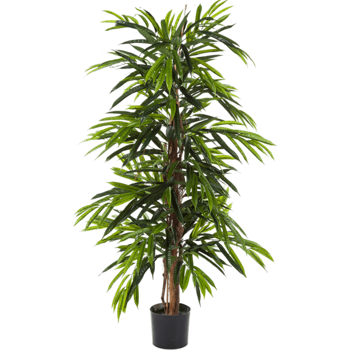 Ficus Alii