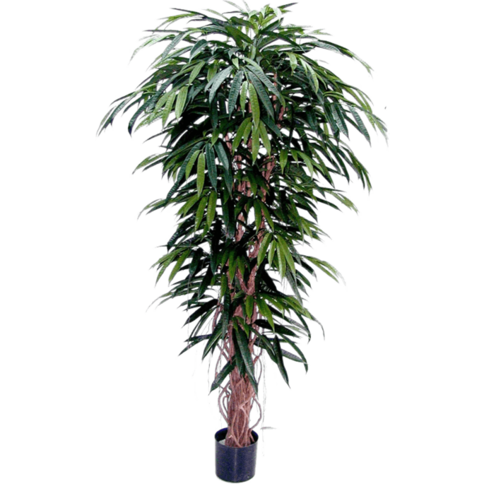 Ficus Alii