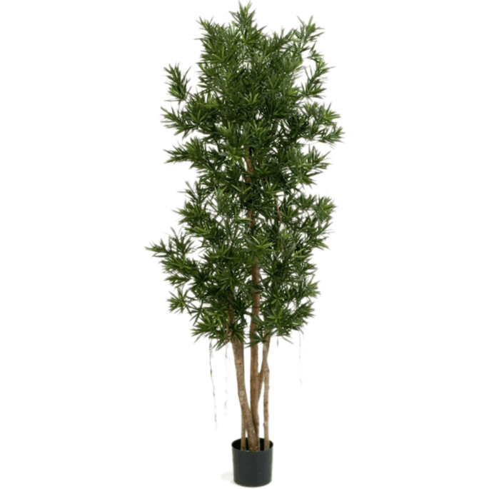 Podocarpus