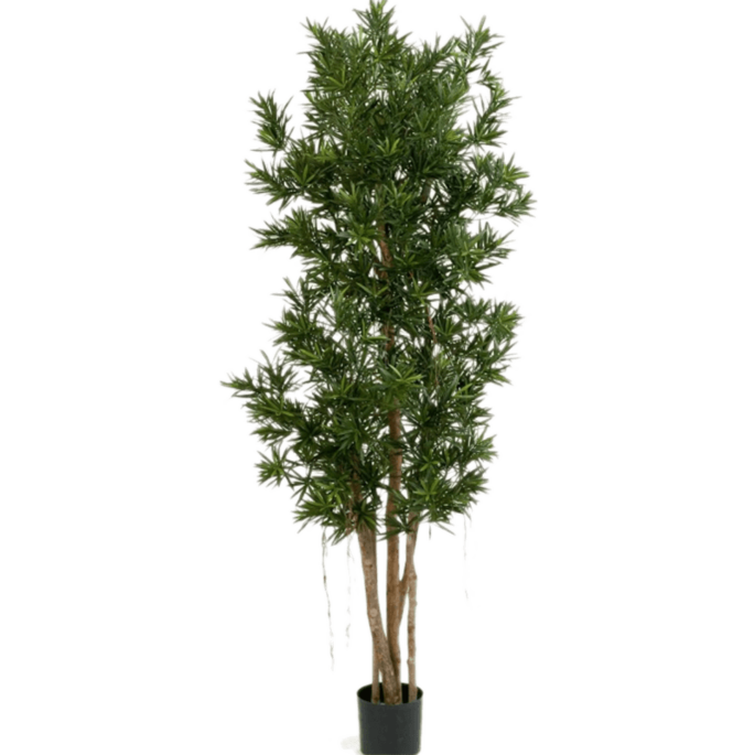 Podocarpus
