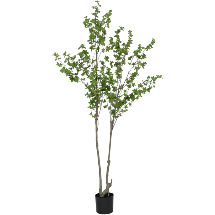 Enkianthus Perulatus