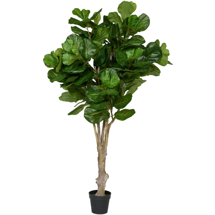 Vioolbladplant