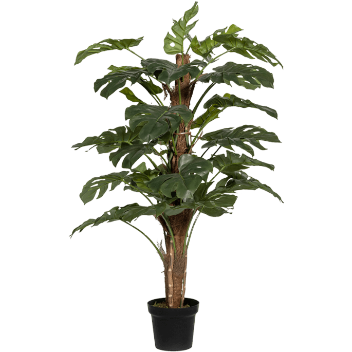 Monstera Pertusum