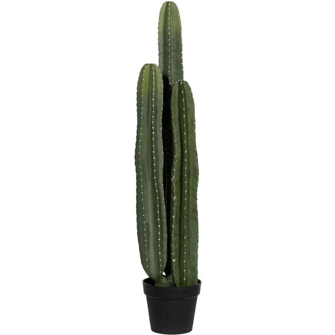 San Pedro Cactus