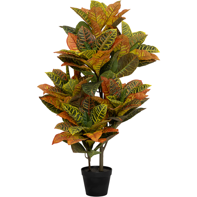 Croton (Codiaeum)