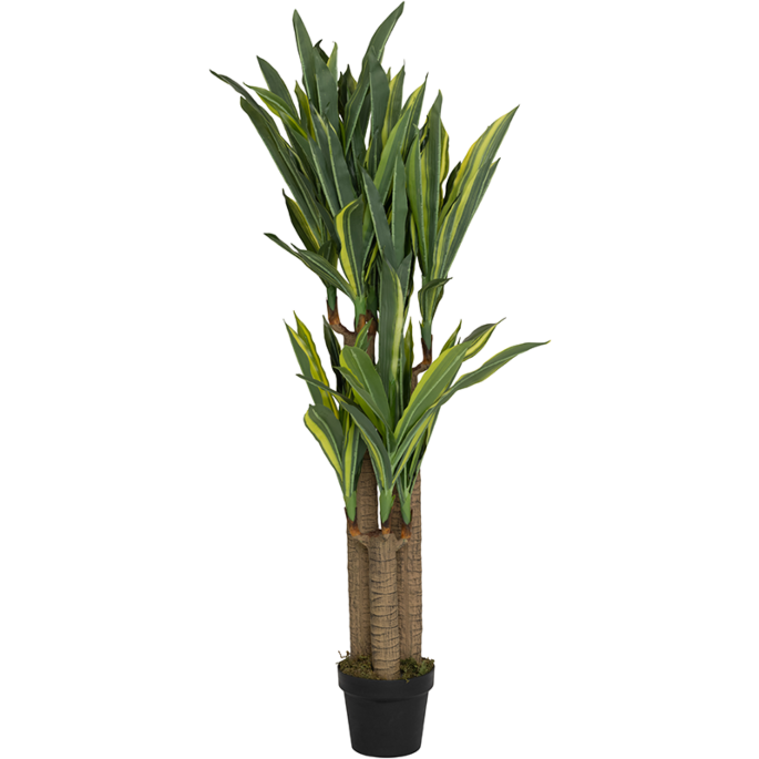 Dracaena