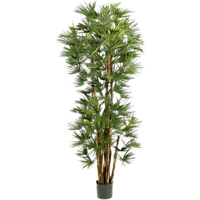 Rhapis Humilis