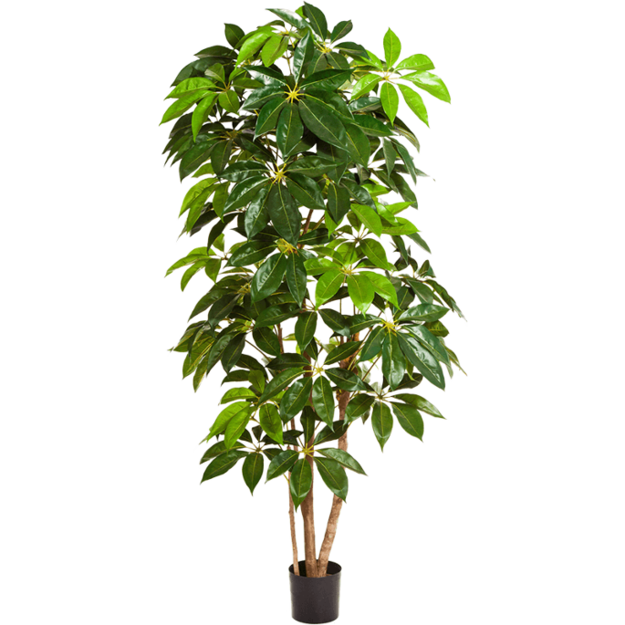Schefflera Amate
