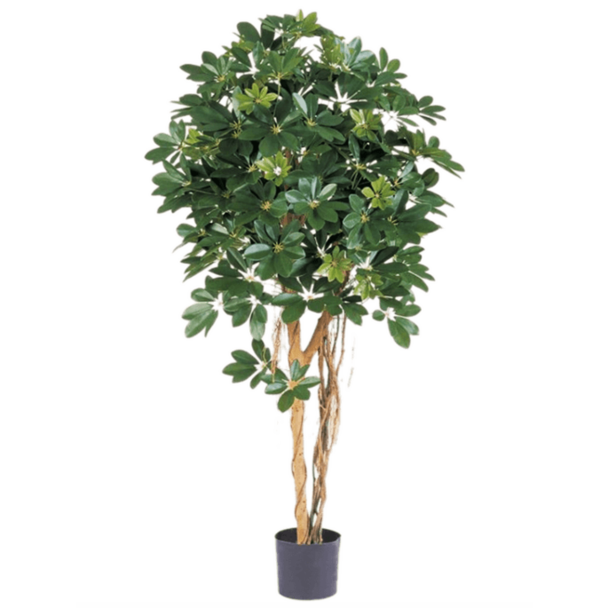 Schefflera