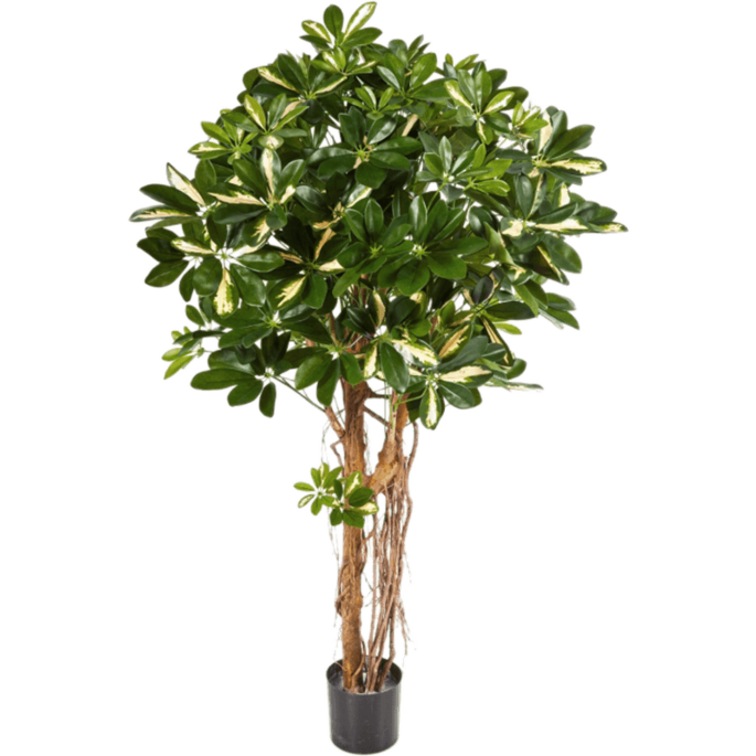 Bonte Schefflera