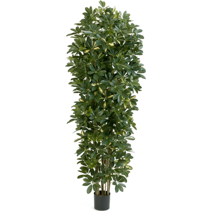 Bonte Schefflera
