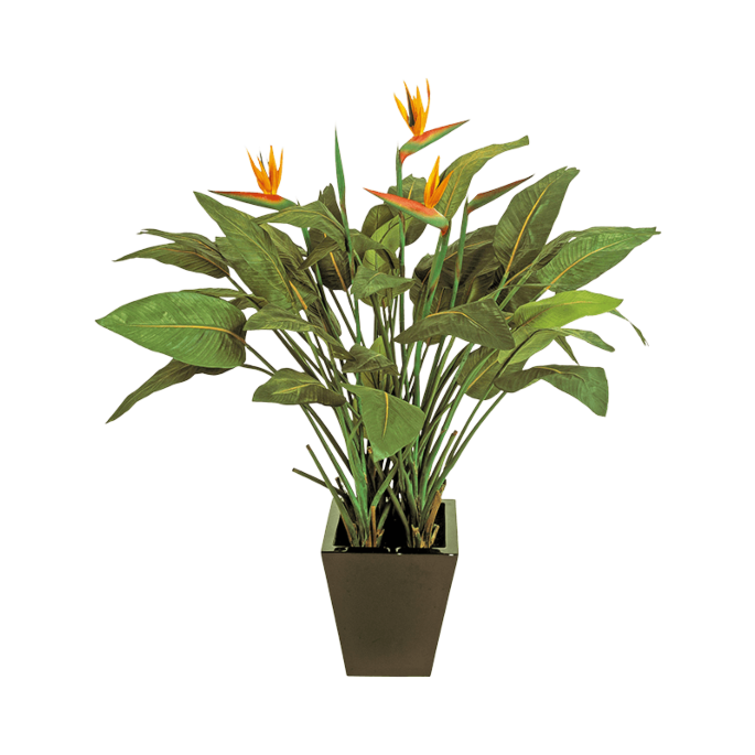 Strelitzia