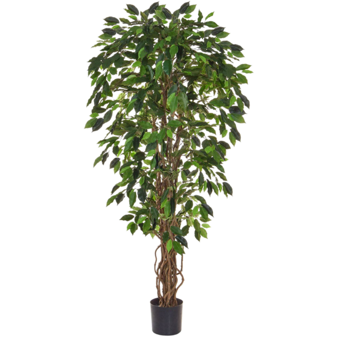 Ficus Liana
