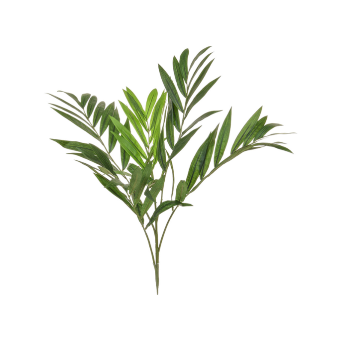Parlorpalm