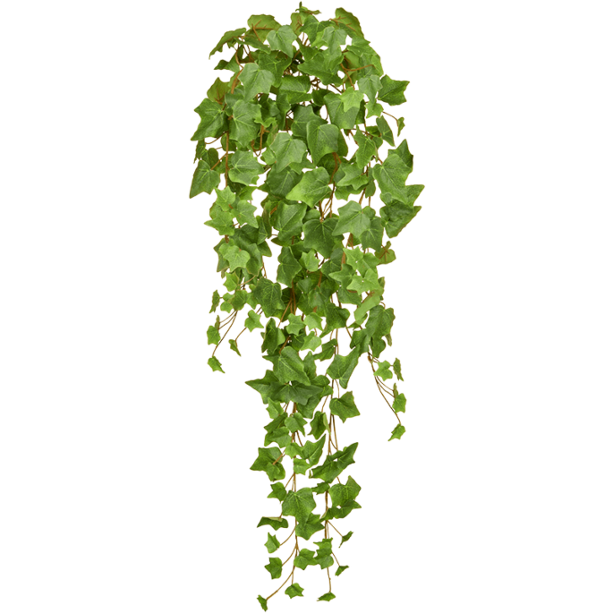 Groene Klimop