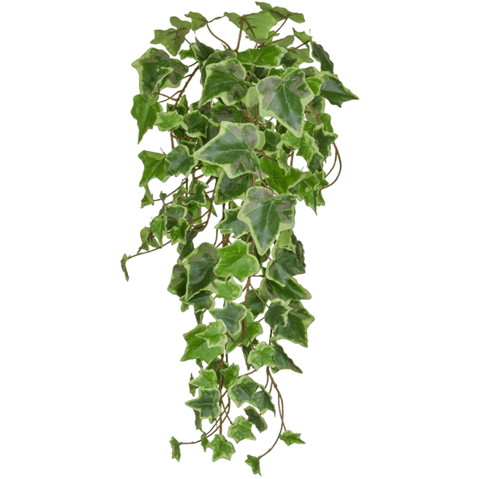 Bonte Groene Klimop