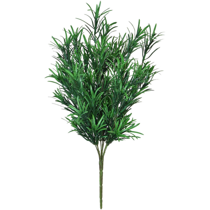 Podocarpus