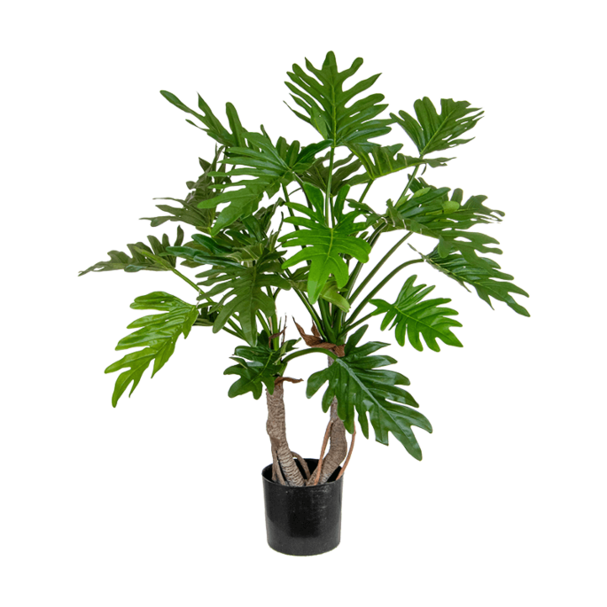 Philodendron
