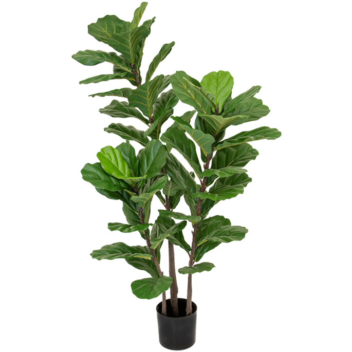 Vioolbladplant