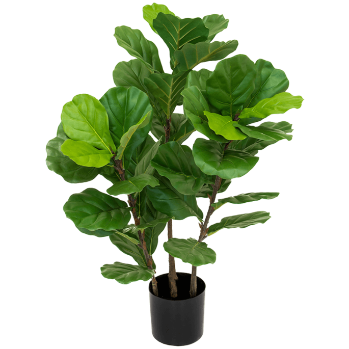 Vioolbladplant