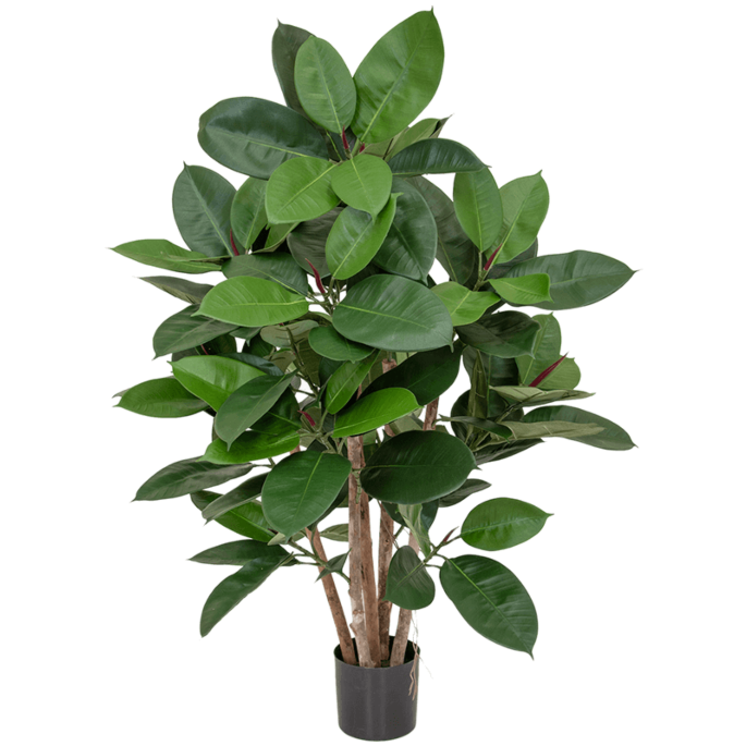 Rubberplant (Ficus Elastica)