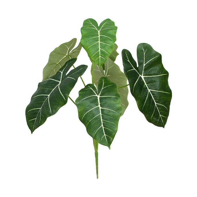 Caladium