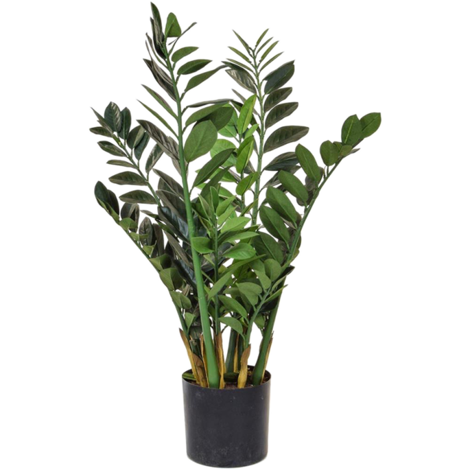 Zamioculcas