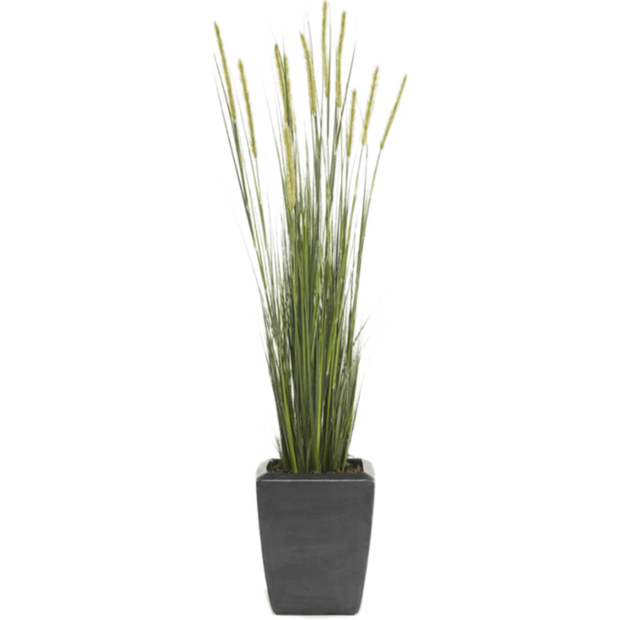 Vossenstaartgras
