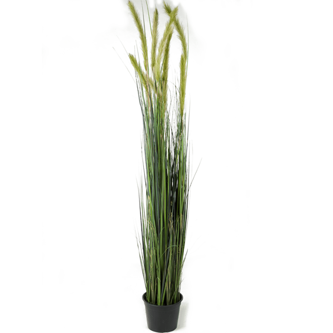 Vossenstaartgras