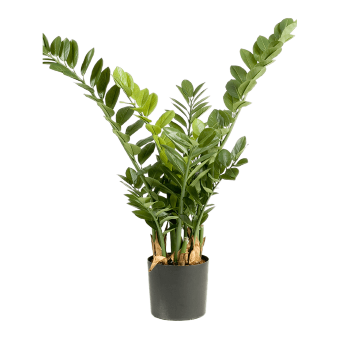 Zamioculcas