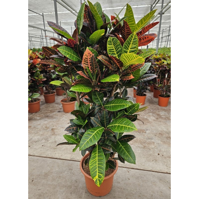 Croton petra