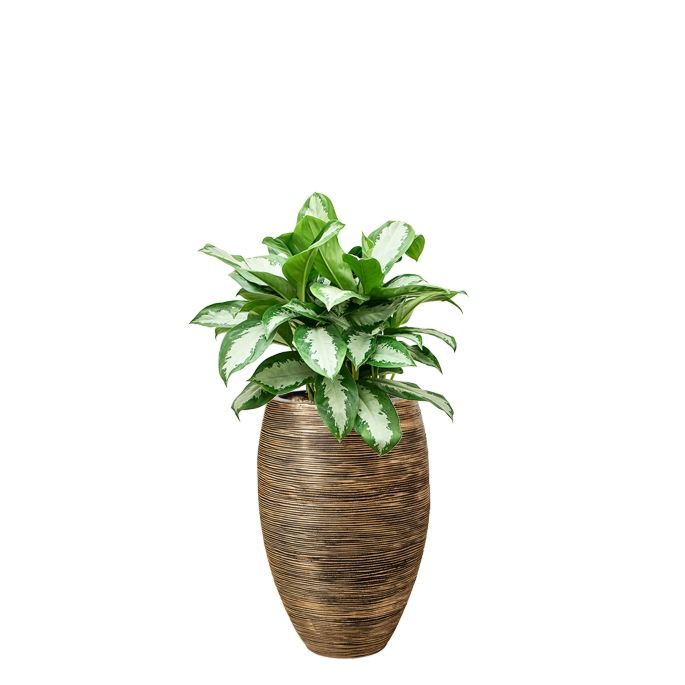 capi aglaonema goud