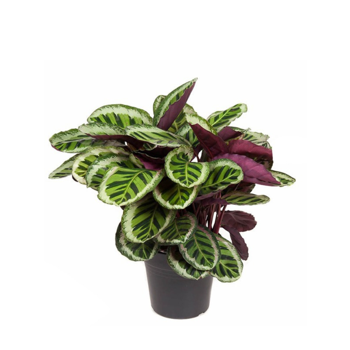 kantoorplant calathea angela