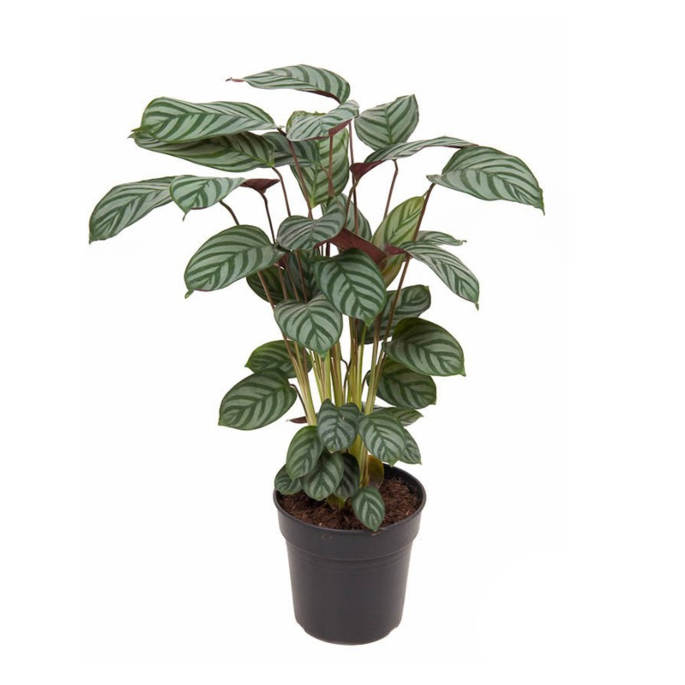 plant voor op het kantoor