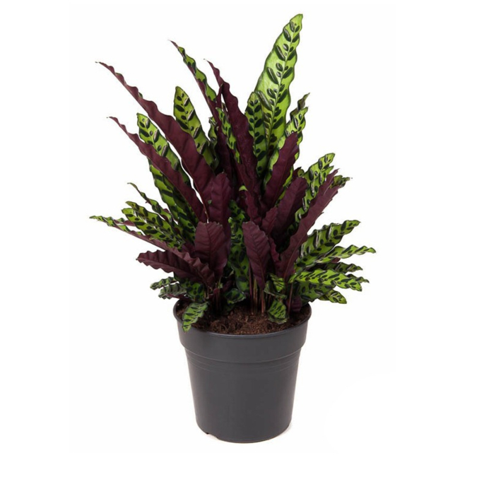 calathea planten voor kantoor