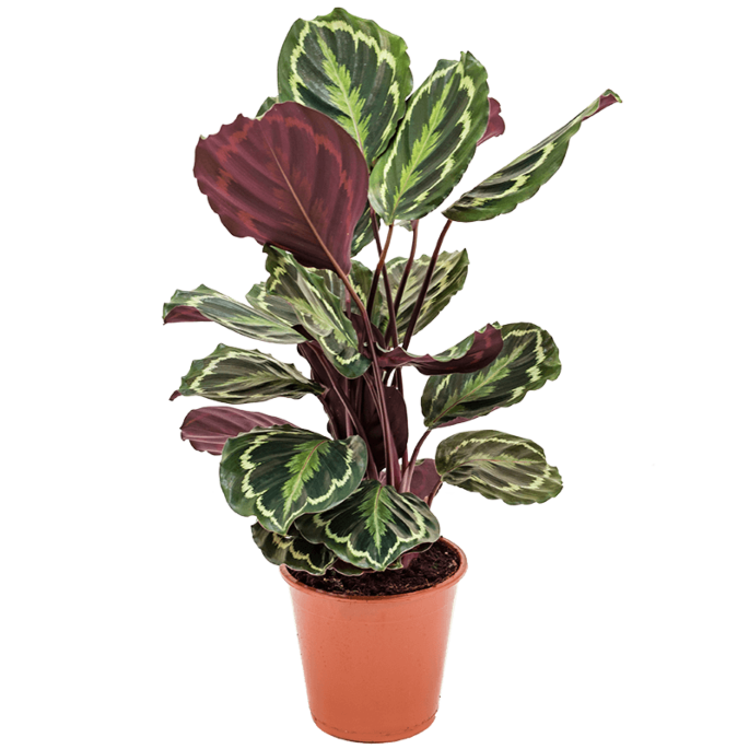 Calathea Medaillion