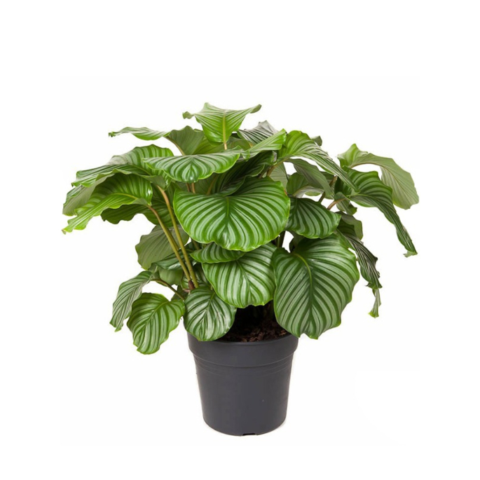 Calathea Orbifolia grote bladeren