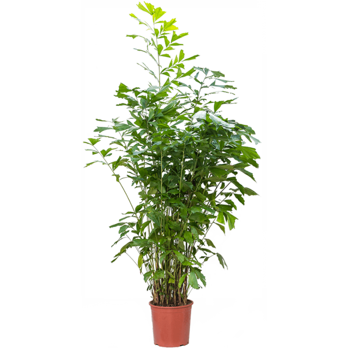 Caryoto grote kantoorpalm