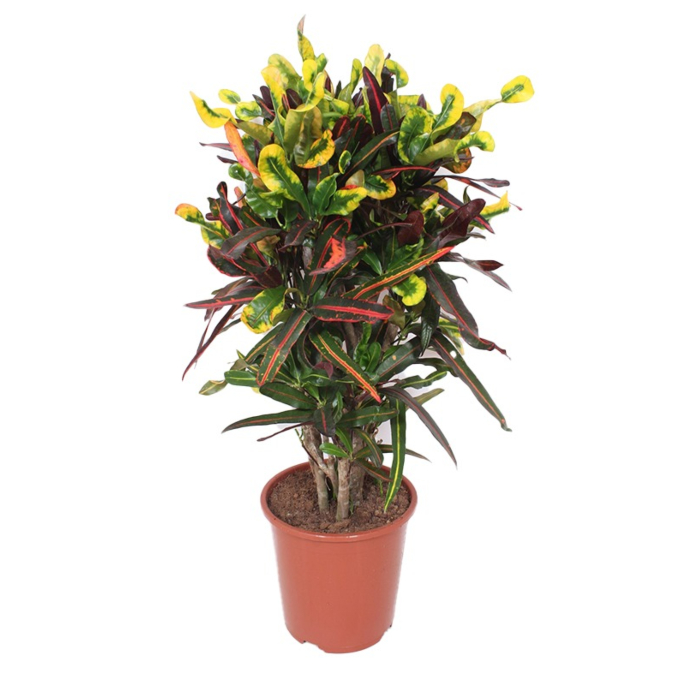 croton kantoorplant