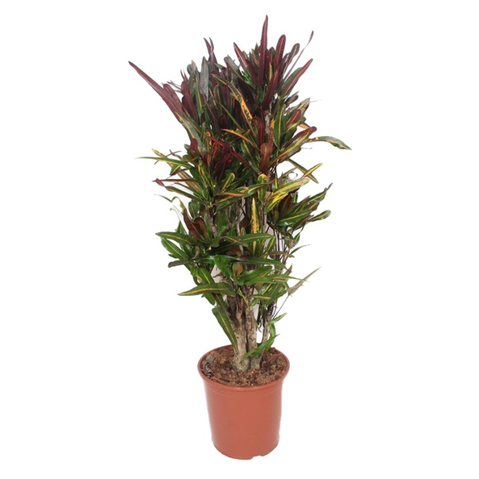 croton mammi